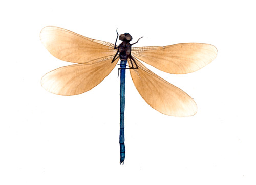 Illustration - Dragonfly